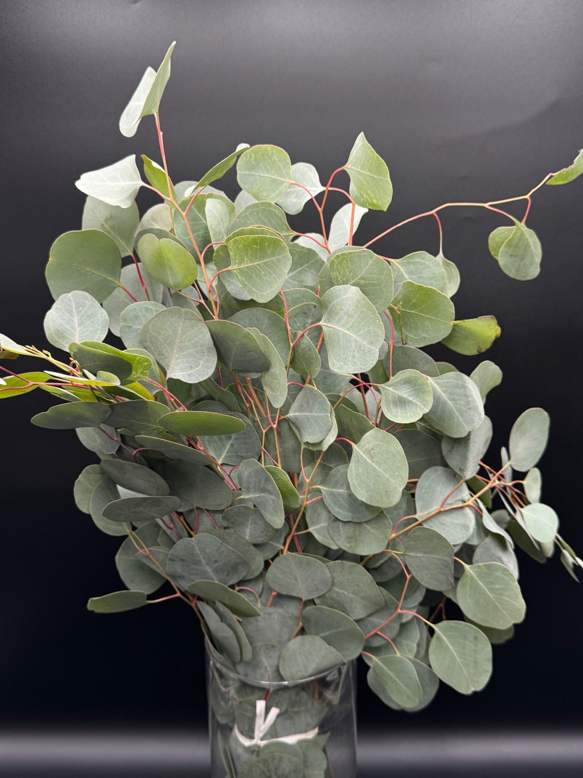 Eucalyptus Silver Dollar