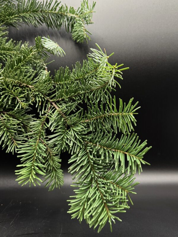 silver fir - Image 4