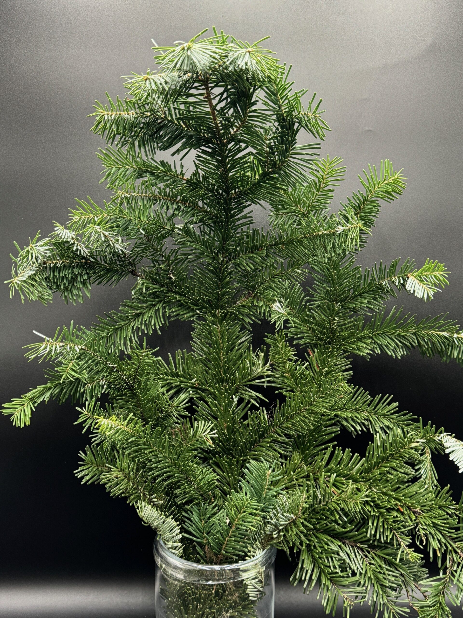 silver fir
