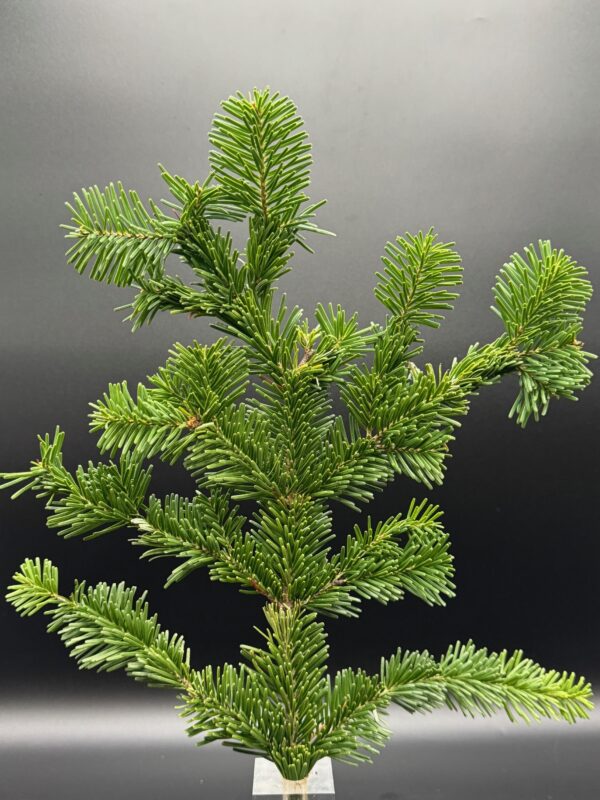silver fir - Image 2