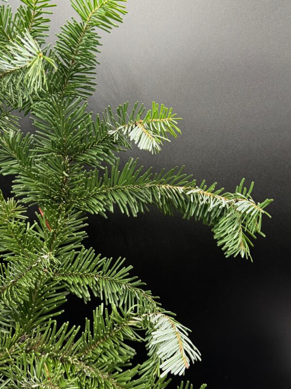 silver fir - Image 3