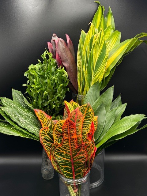 Tropical Mix Box