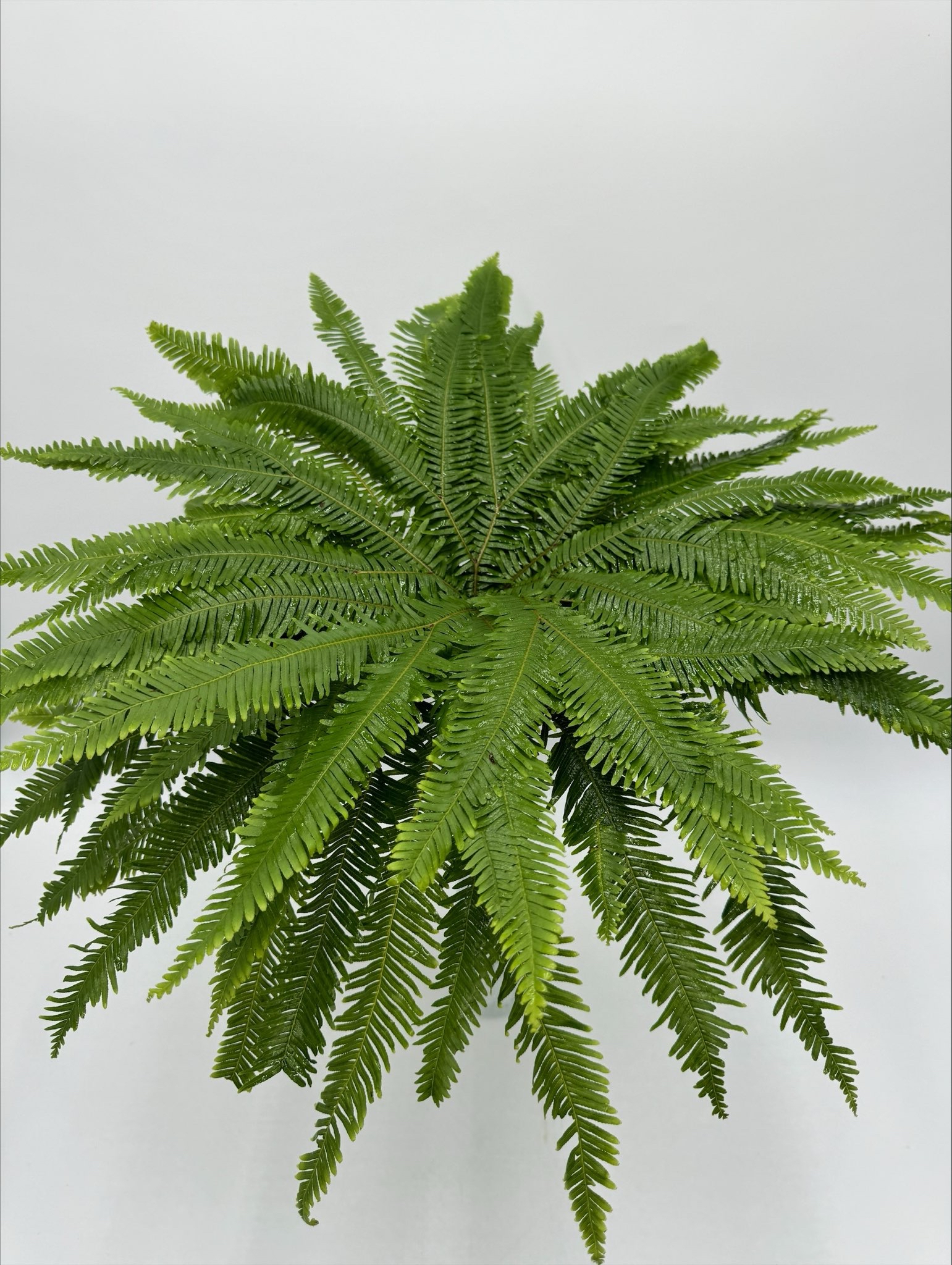 UMBRELLA FERN Australian