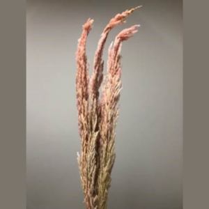 dried erianthus blush pink