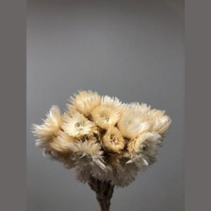 dried cape flower bleached white