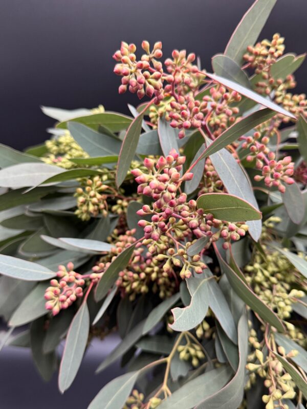 seeded eucalyptus - Image 2