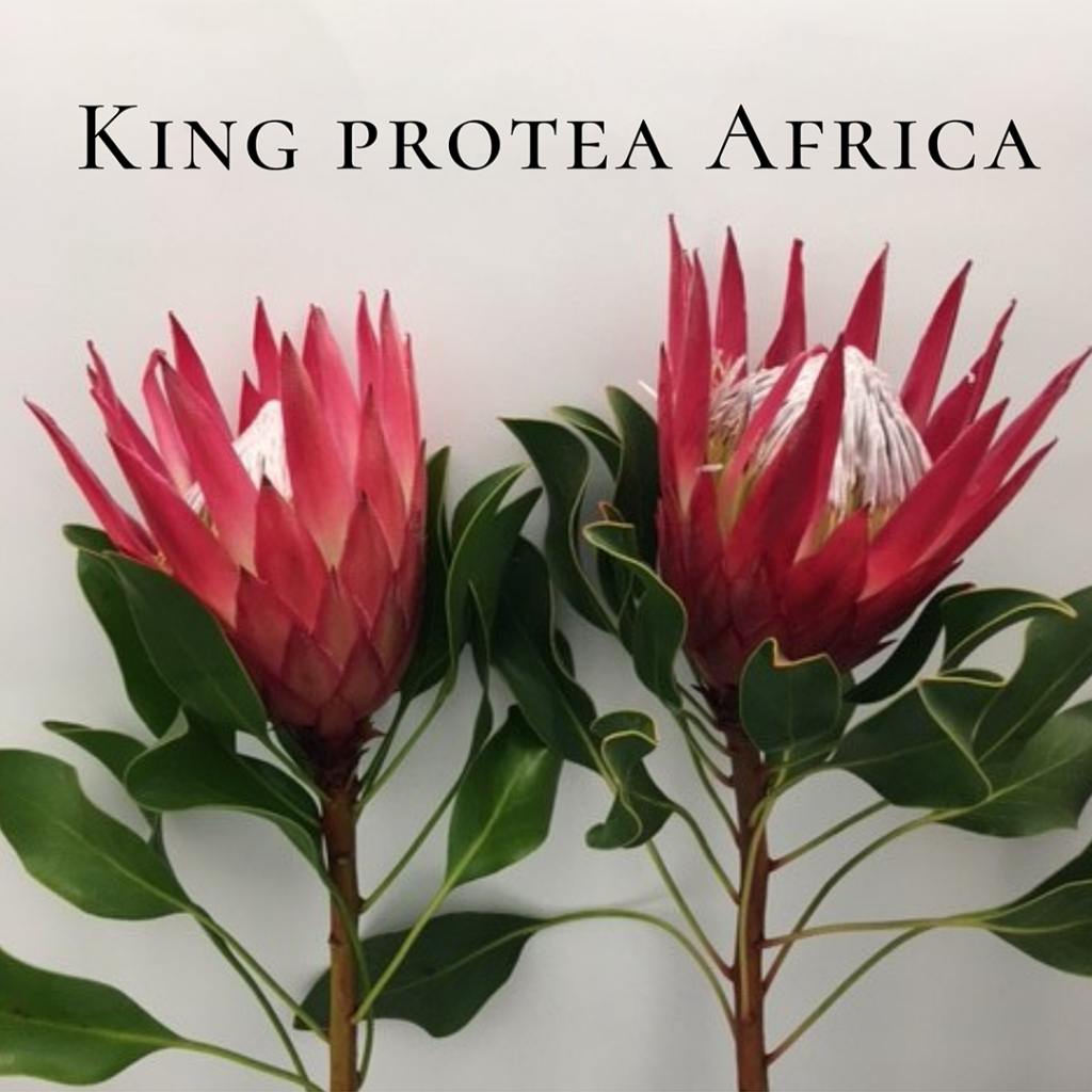 king protea africa