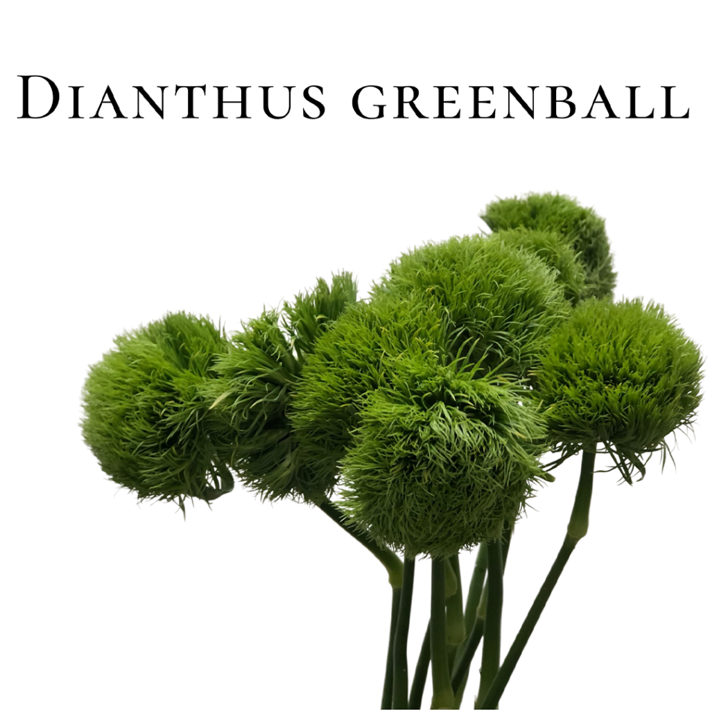 dianthus greenball