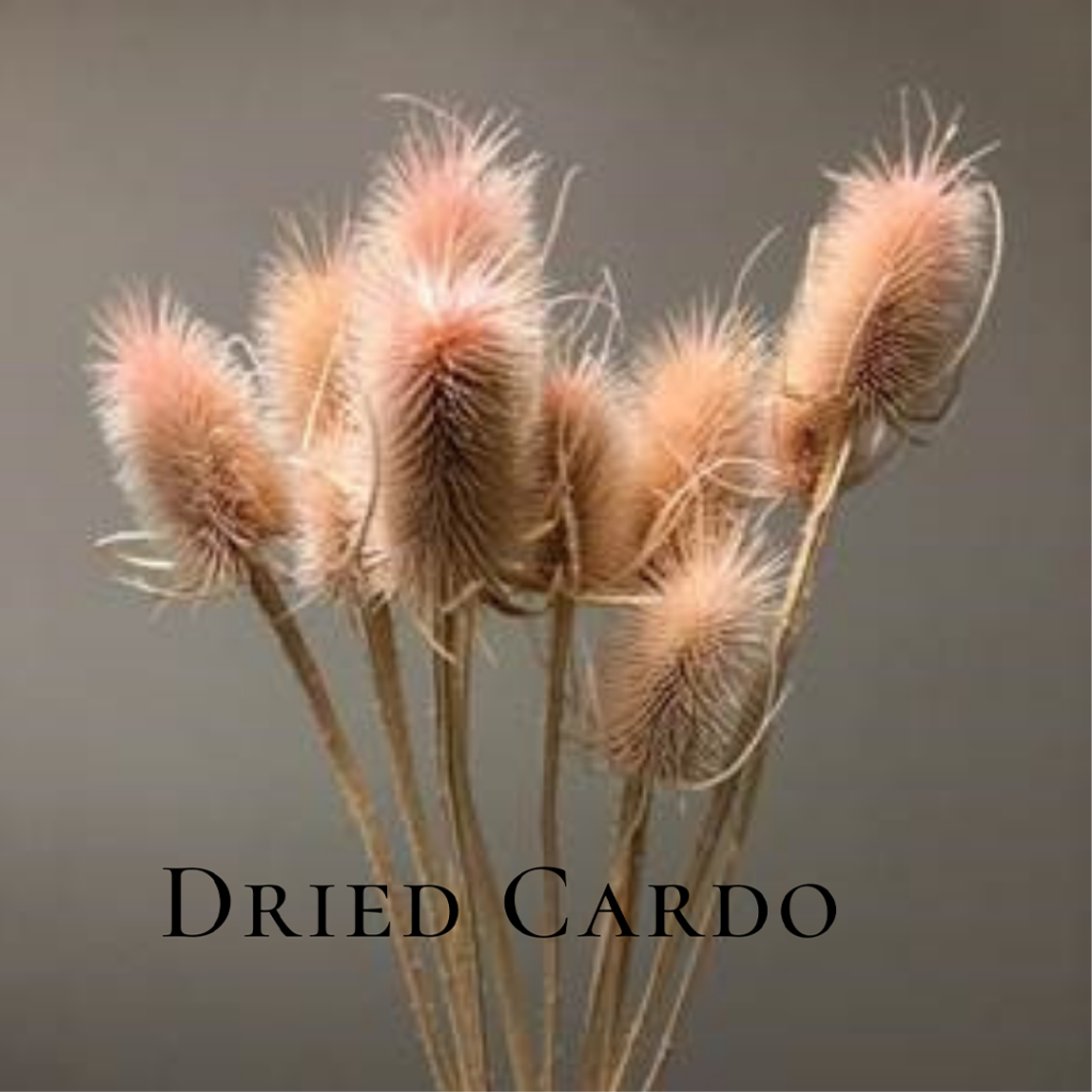 dried cardo