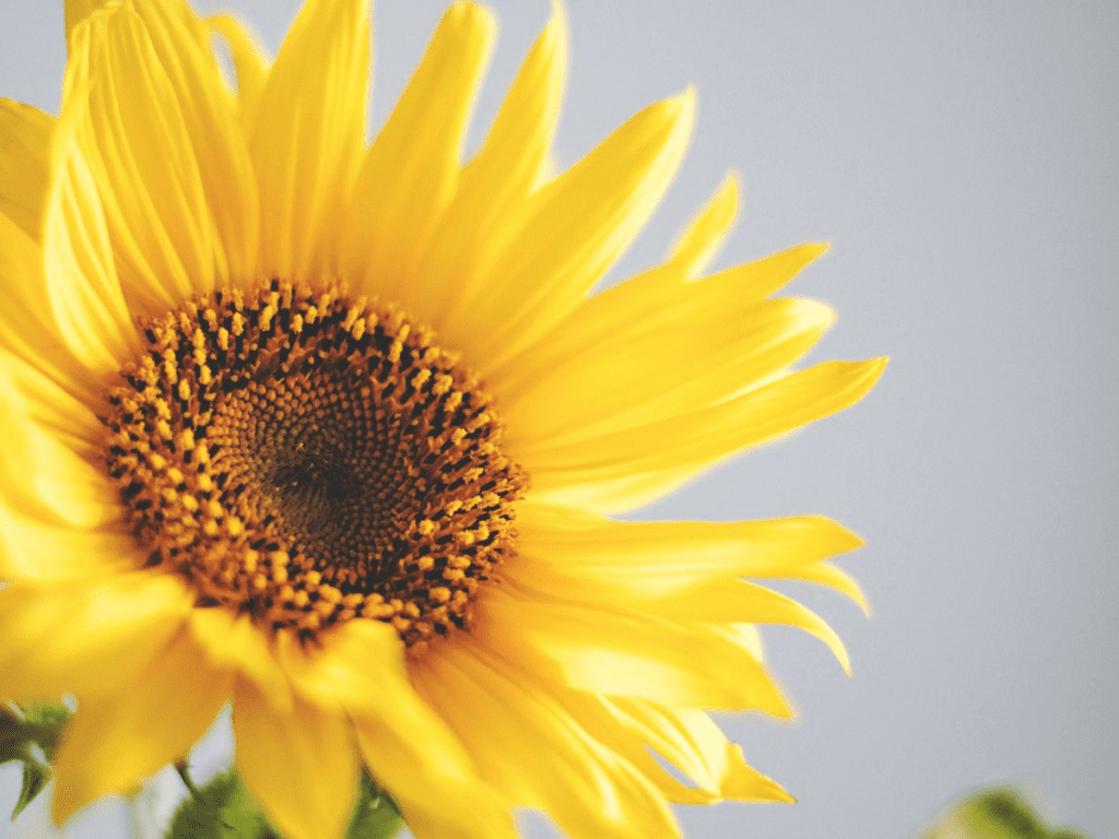 Best Floral Greens for the Fall Season