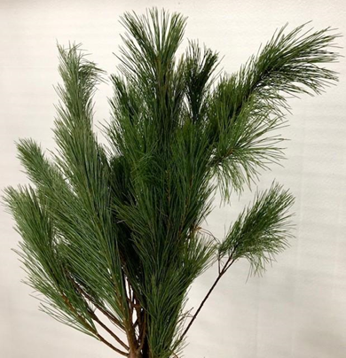 White Pine floral green