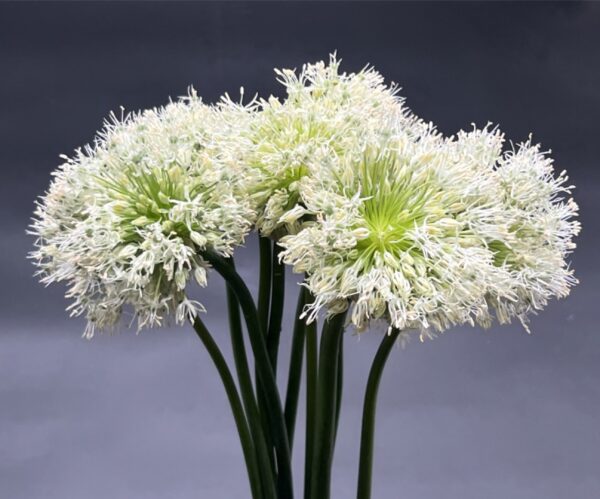 Allium - Image 2