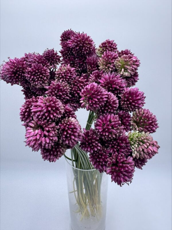 Allium - Image 4