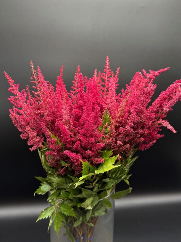 Astilbe - Image 2