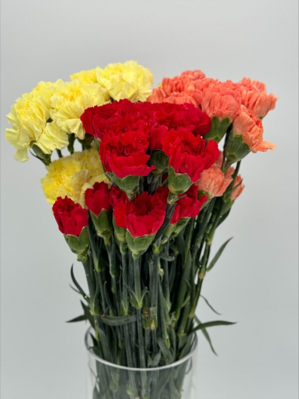Carnations - Image 3