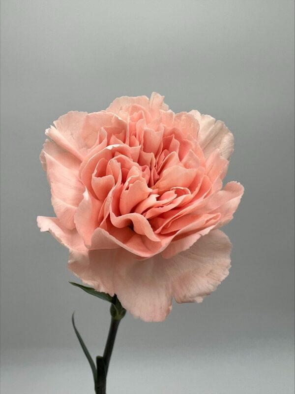 Carnations - Image 7