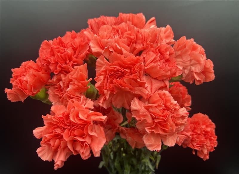 Carnations