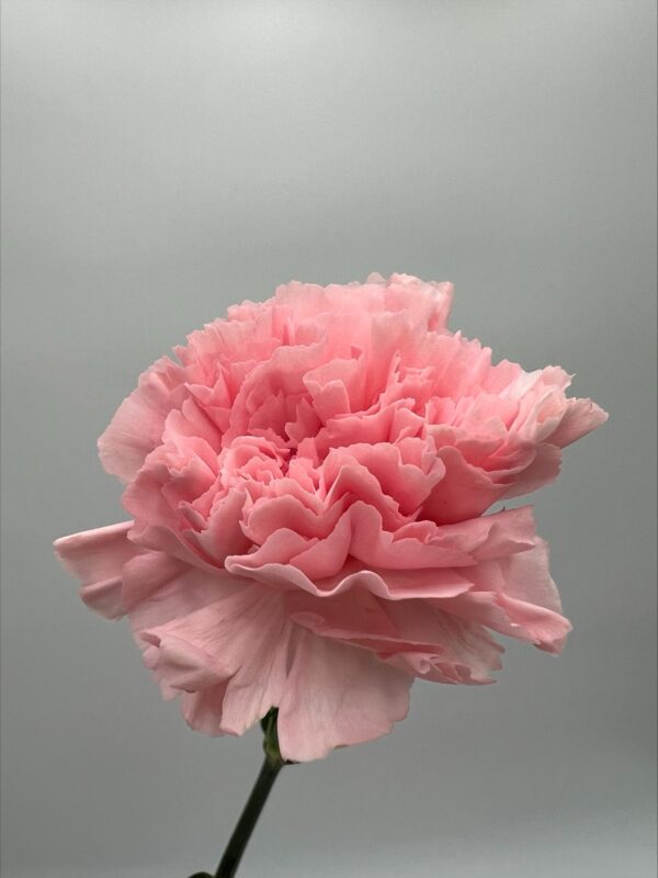 Carnations - Image 6