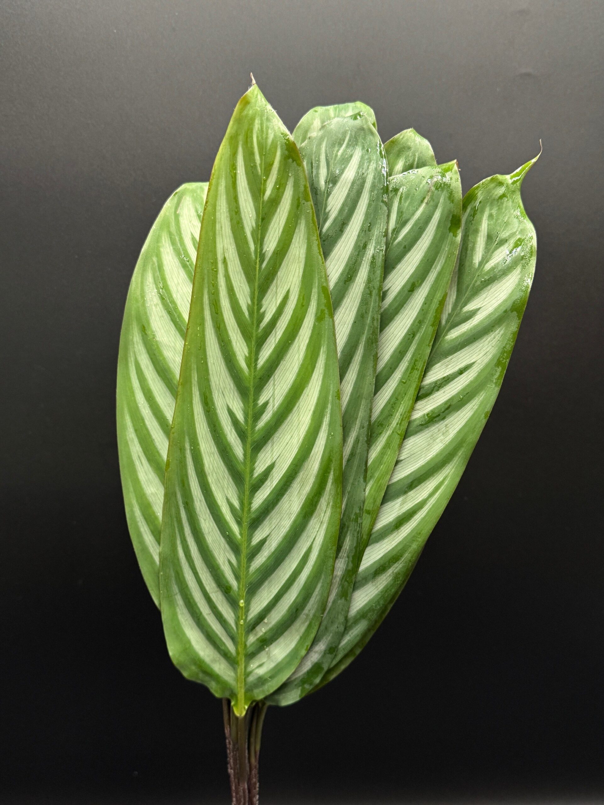 Calathea Zebrina