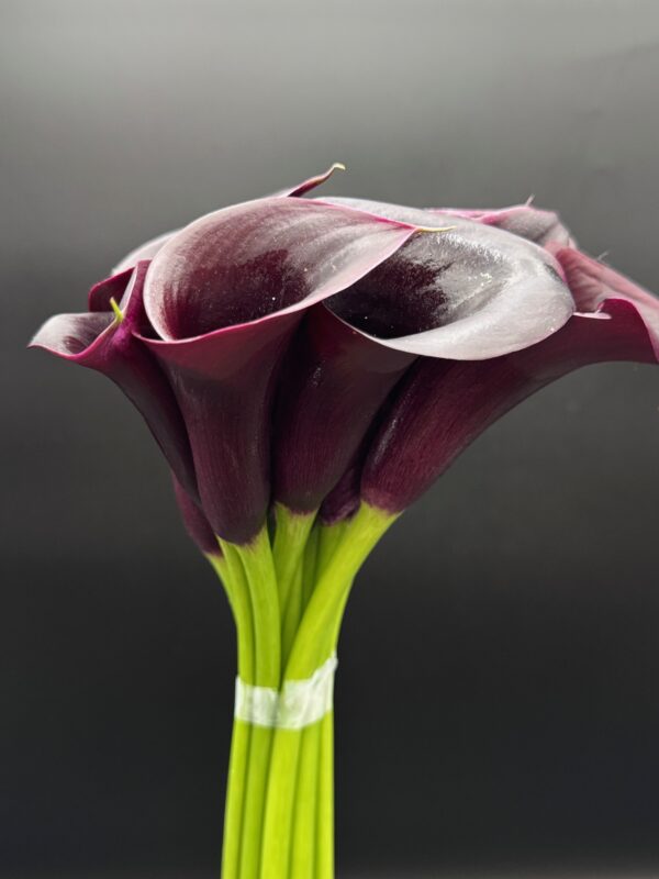 Calla Mini - Image 6