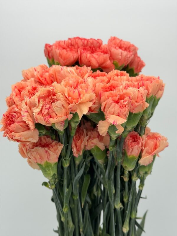 Carnations - Image 4