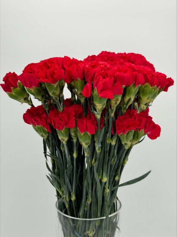 Carnations - Image 5