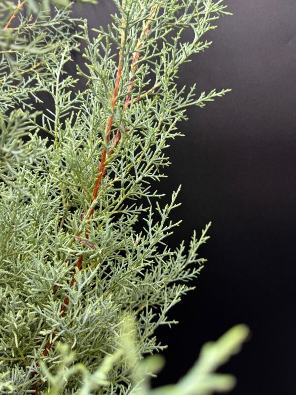 Carolina Saphire - Image 2