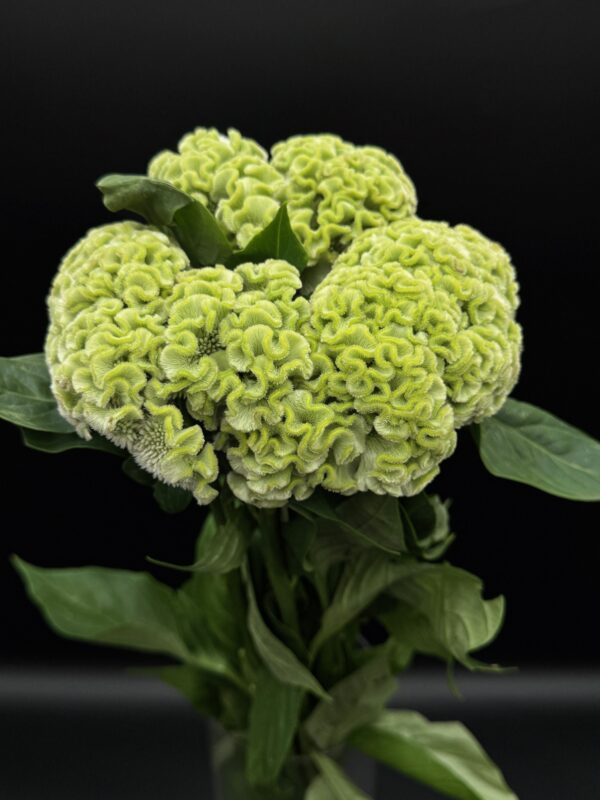 Celosia - Image 3