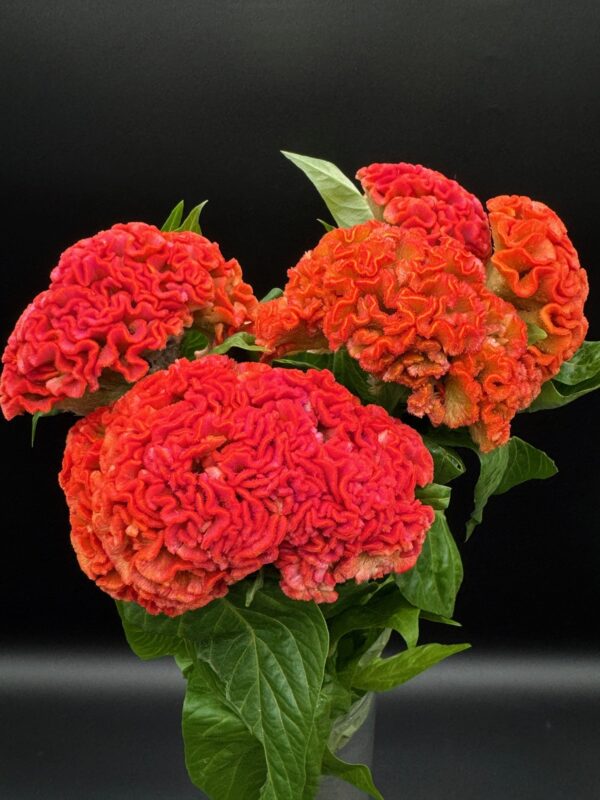 Celosia - Image 5
