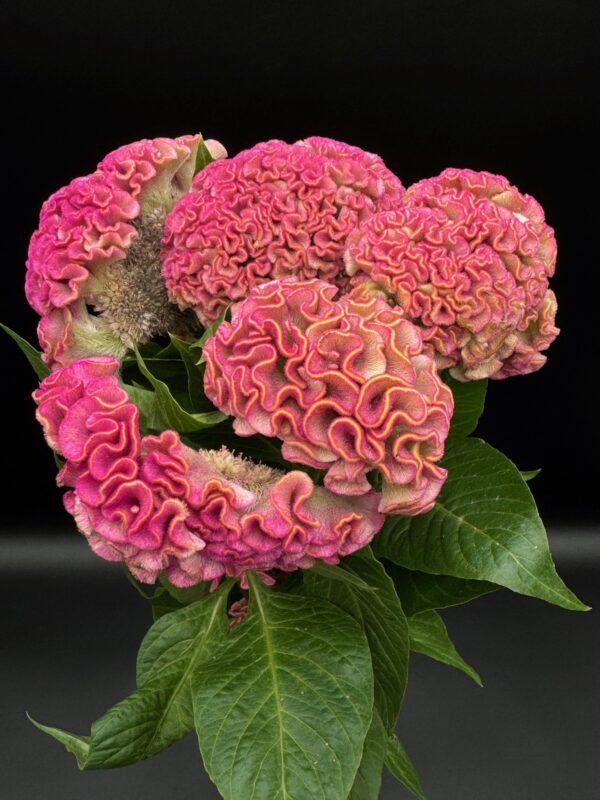 Celosia - Image 2