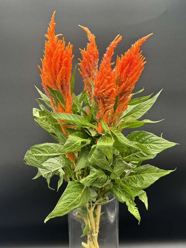 Celosia Plume