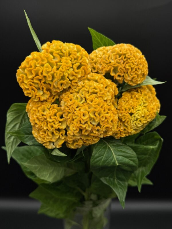Celosia - Image 6