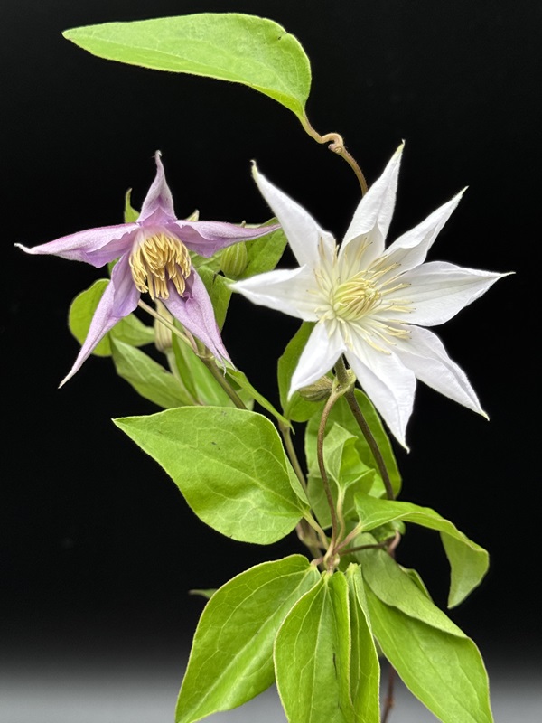 Clematis