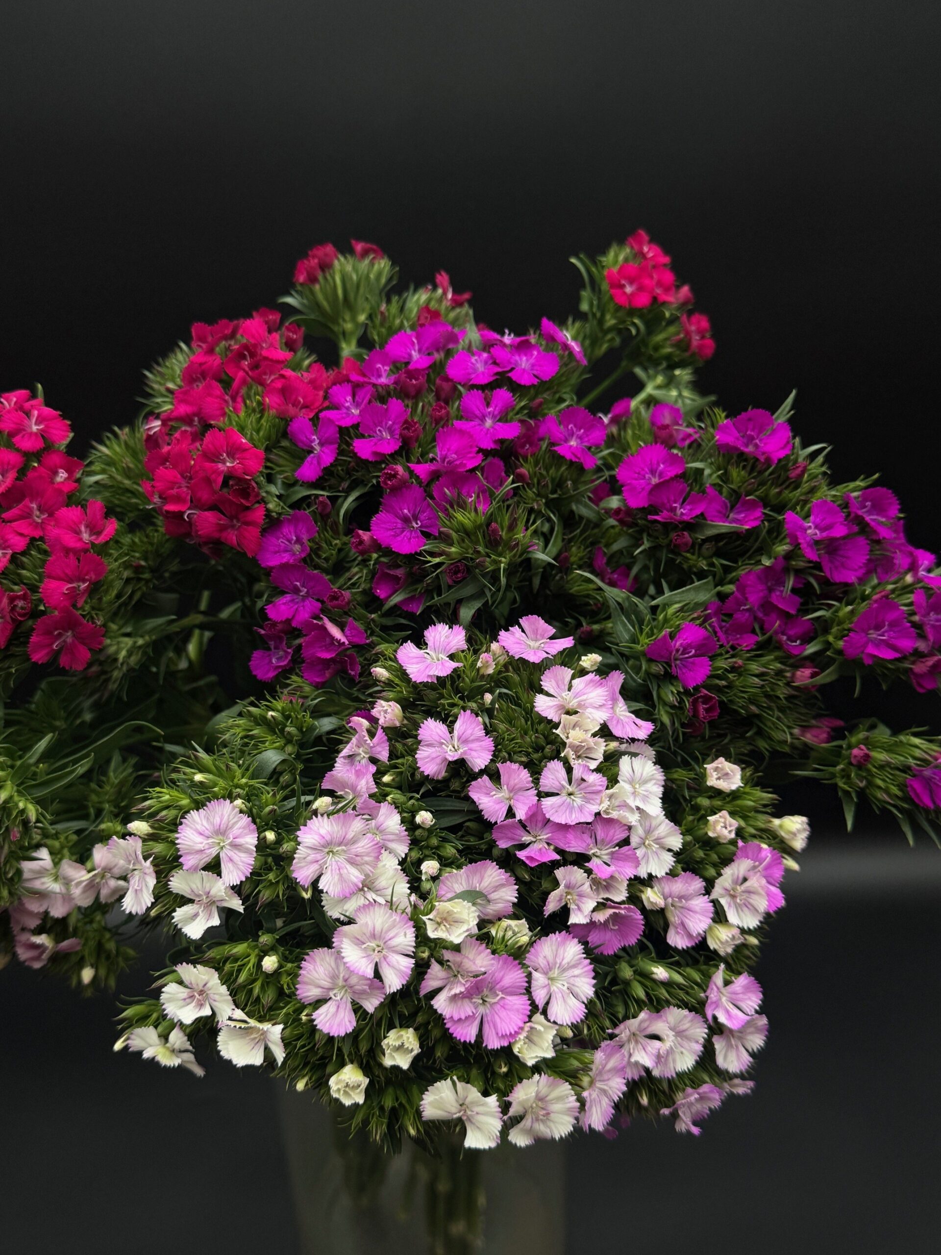 Dianthus