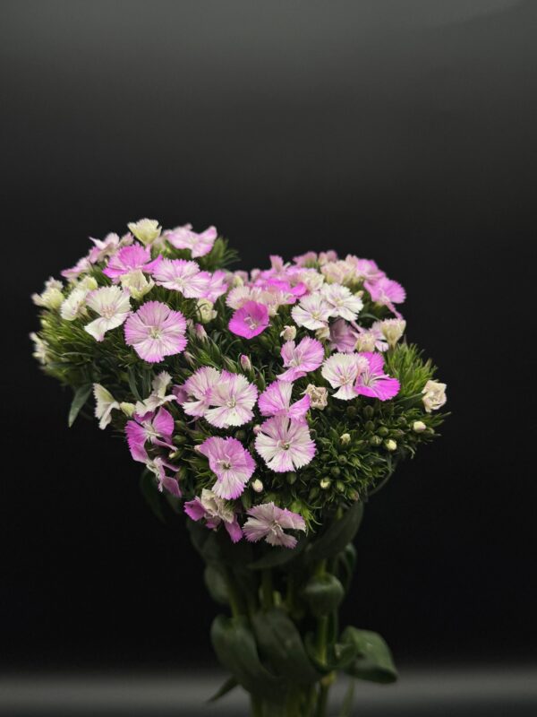 Dianthus - Image 2