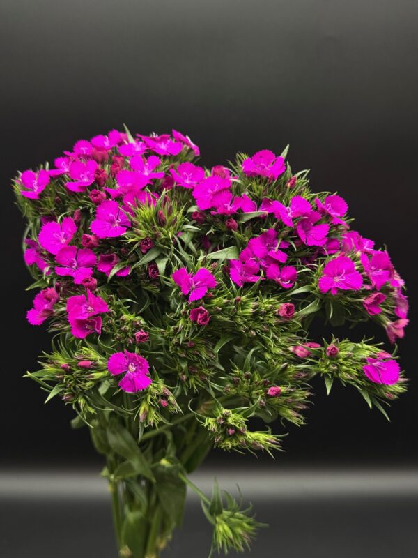 Dianthus - Image 3