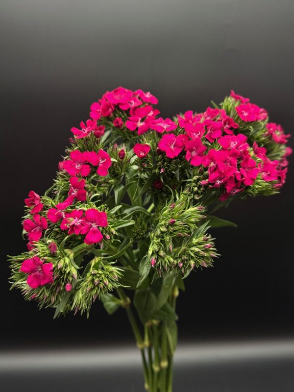 Dianthus - Image 4