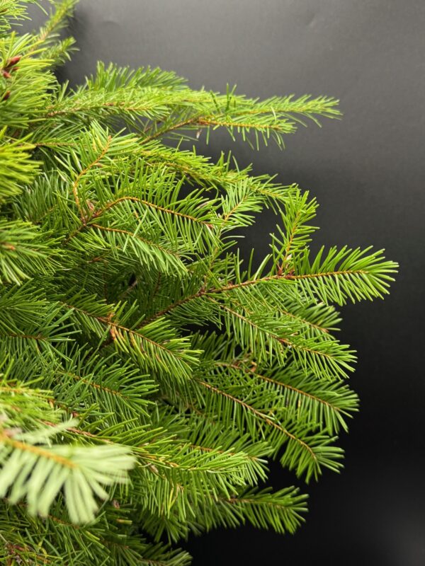 Douglas Fir - Image 2