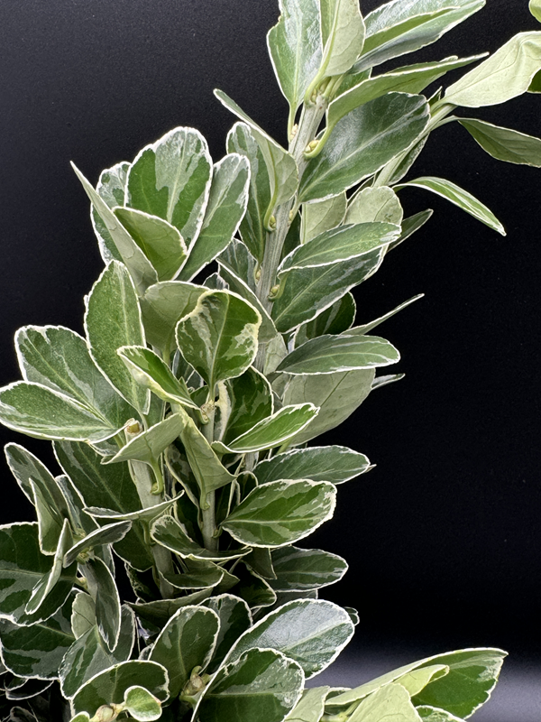 Euonymus Variegated - Image 3
