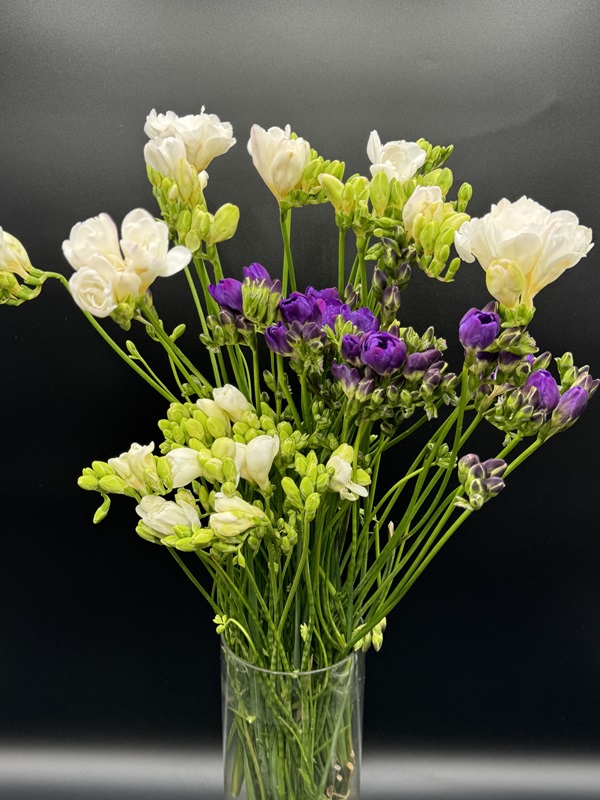 Freesia