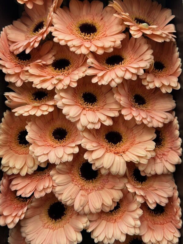 Gerbera - Image 2