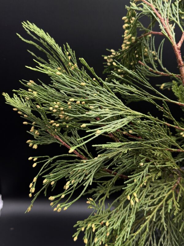 Incense Cedar - Image 2