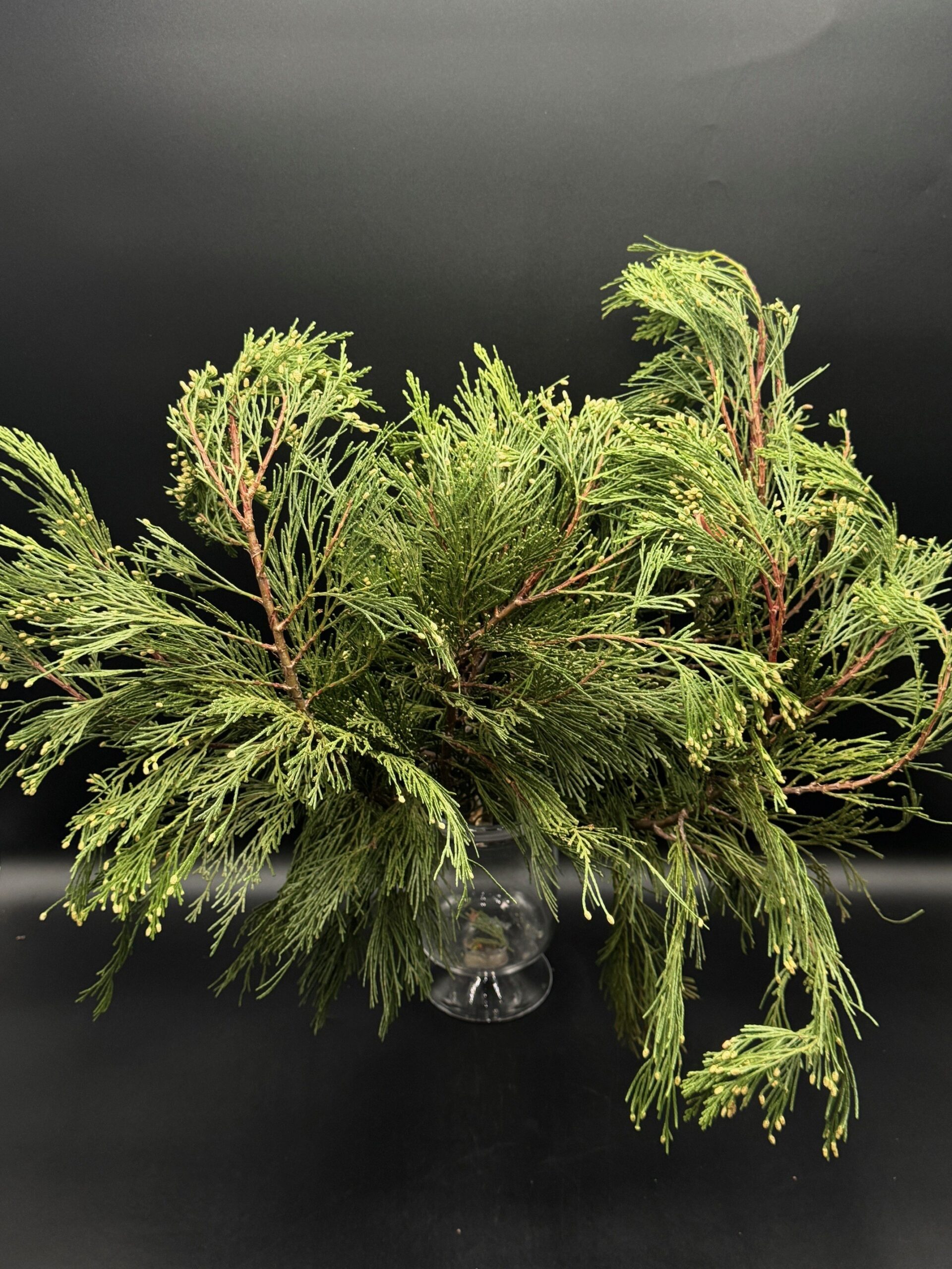 Incense Cedar