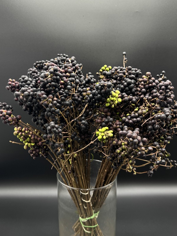 Ligustrum Blackberry