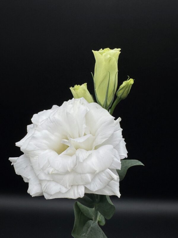 Lisianthus - Image 3
