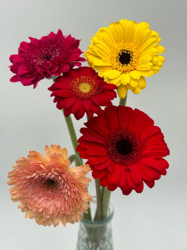 Gerbera - Image 3