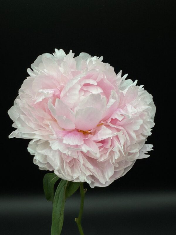 Peonies - Image 6