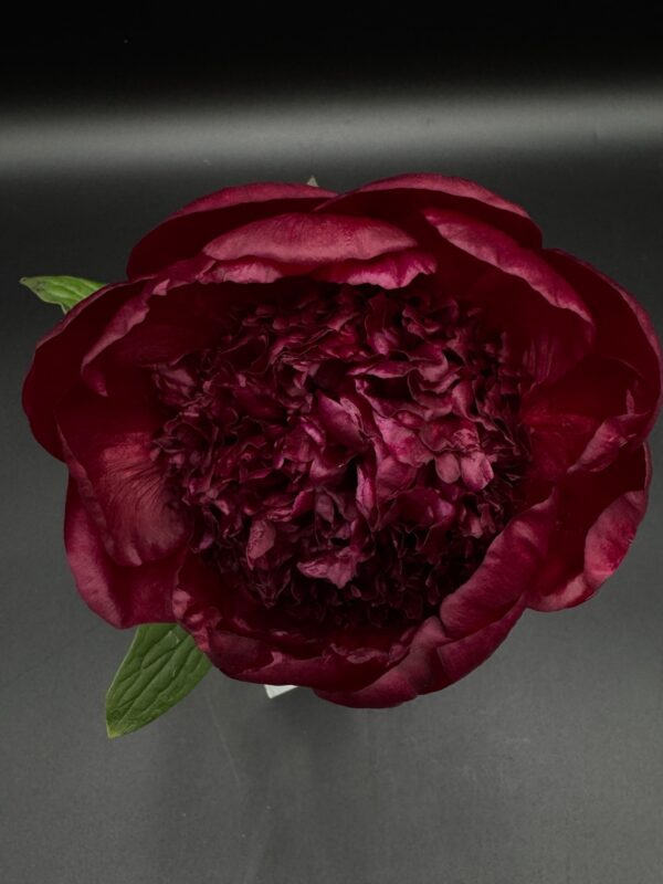 Peonies - Image 5