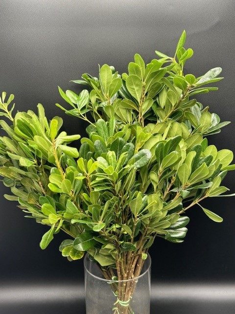 Pittosporum Green Imported