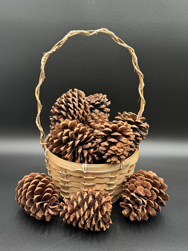 Ponderosa Pinecones